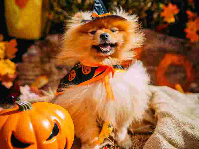 Howl-oween dog show
