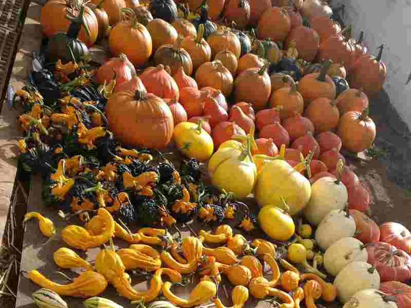 Pick Your Own Pumpkin at Upper Marsh Farm