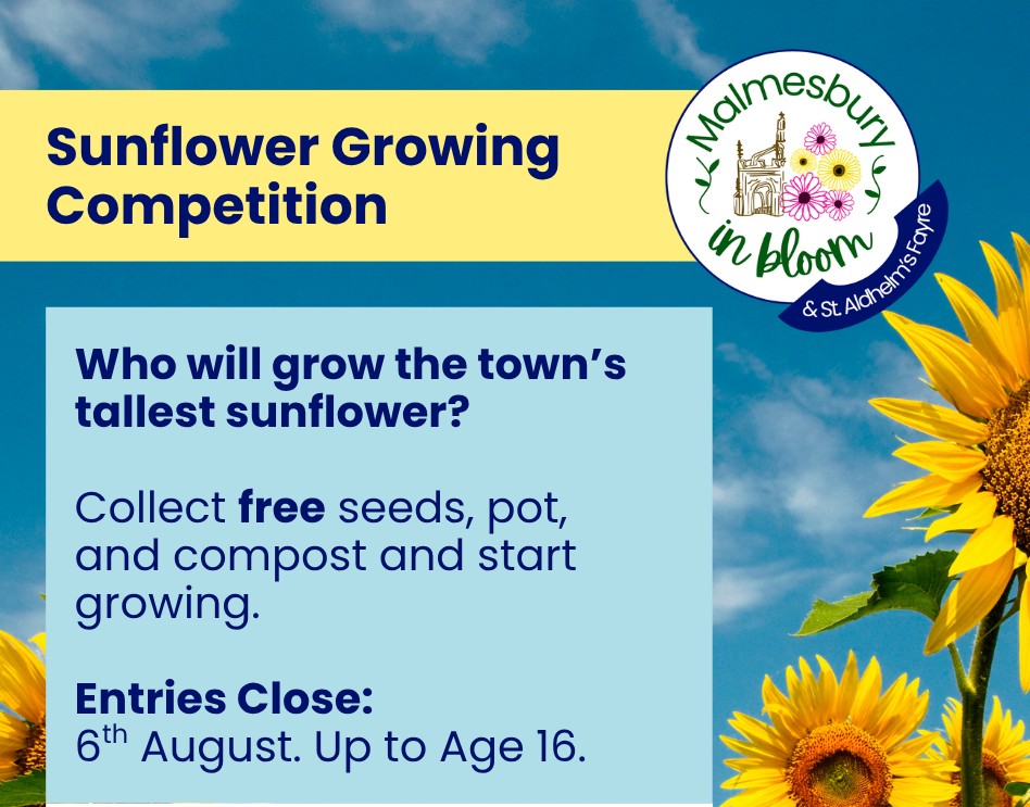 Sunflower Growing Competition