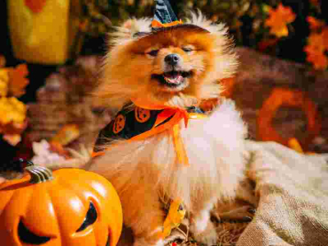 Howl-oween dog show