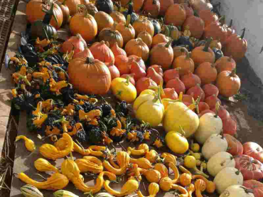 Pick Your Own Pumpkin at Upper Marsh Farm