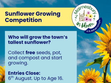 Sunflower Growing Competition